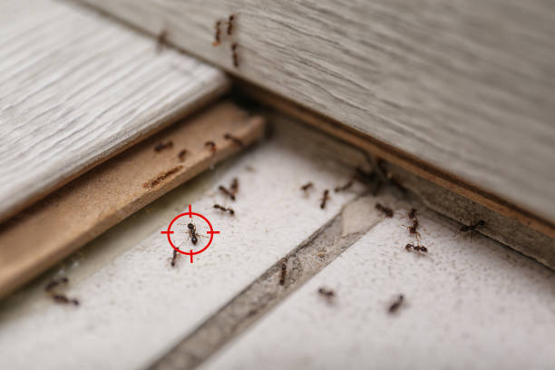 Trusted Laurens, SC Pest Control Experts
