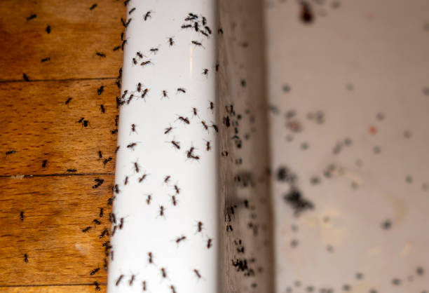 Best Exterminator Services  in Laurens, SC